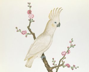 Lesser Lemon Crested Cockatoo